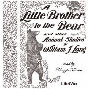 Little Brother to the Bear
