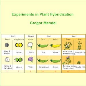 Experiments in Plant Hybridisation